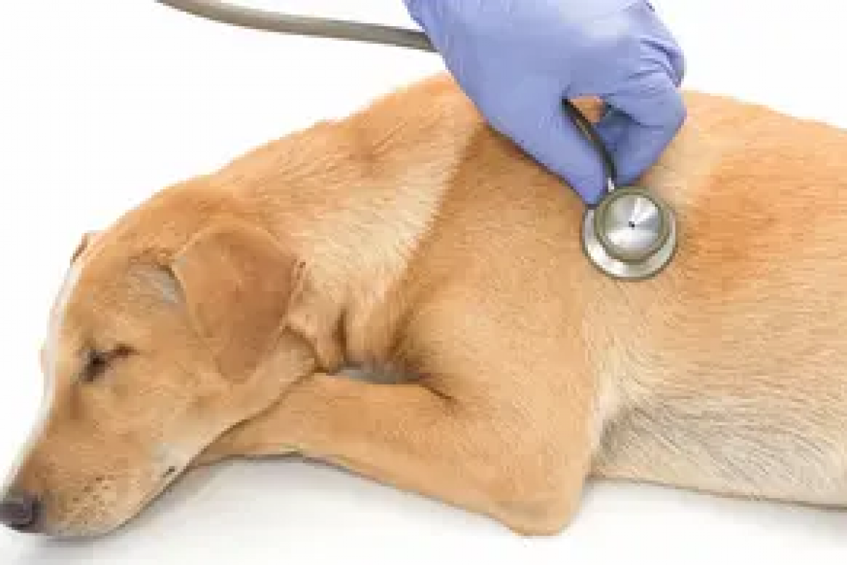 dog-first-aid-host-dog-first-aid-courses